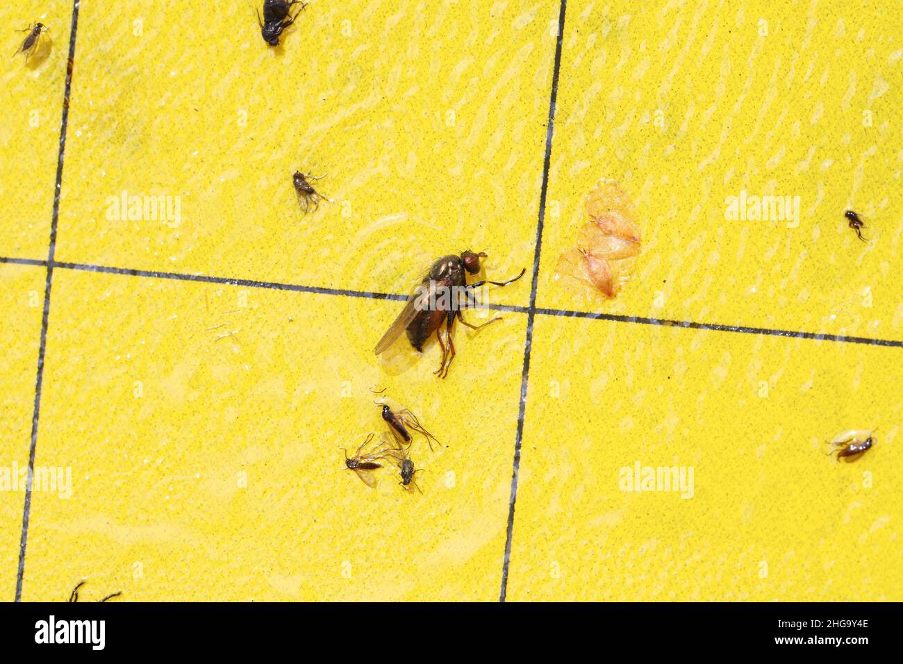 Insectes collés à des pièges jaunes collants utilisés pour surveiller l'émergence de parasites Banque D'Images
