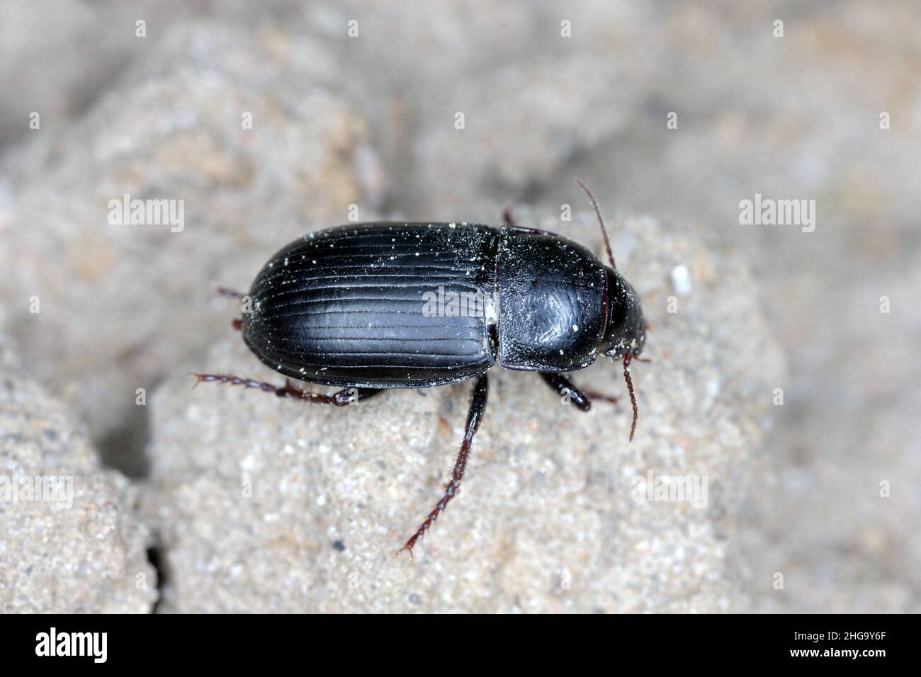 Grains de pain rampants coléoptère moulu - Zabrus tenebrioides sur sol avec plantation de céréales. Banque D'Images