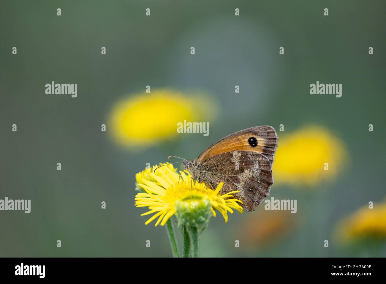 Un papillon gardien sur une fleur jaune à Blean Woods, Kent, Angleterre Banque D'Images