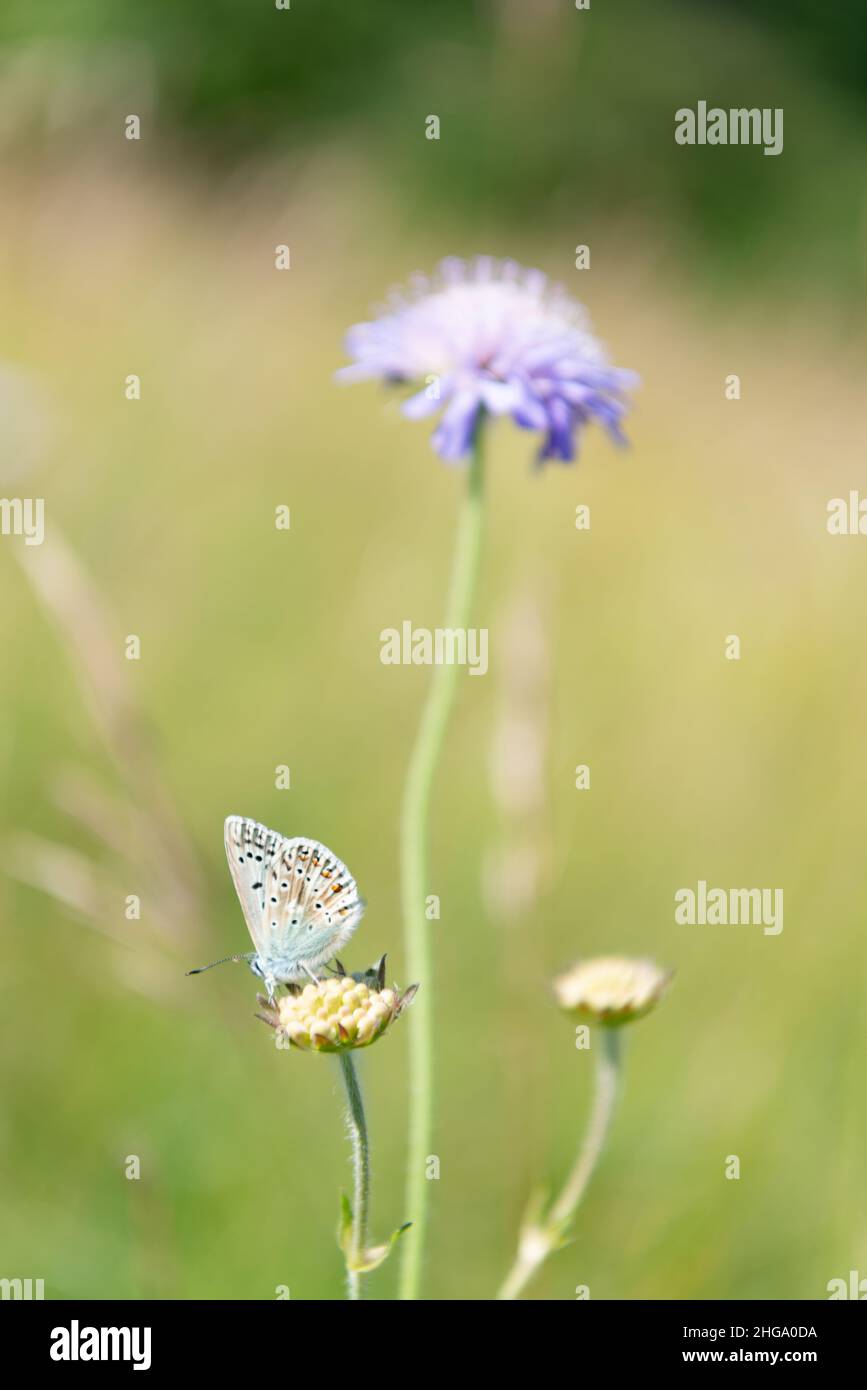 Un papillon bleu de Chalkhill à Hexton Chalk Pit dans le Hertfordshire, Angleterre, Royaume-Uni Banque D'Images