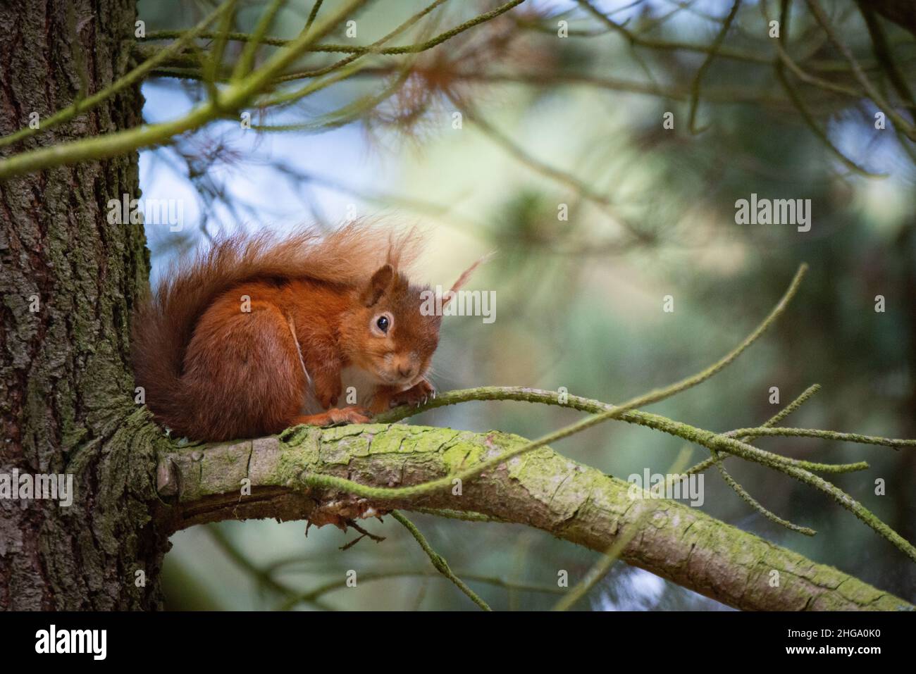 Un écureuil roux au parc de campagne de Pow Hill, entre le réservoir de Derwent et le village d'Edmundbyers de Northumberland, en Angleterre, au Royaume-Uni Banque D'Images