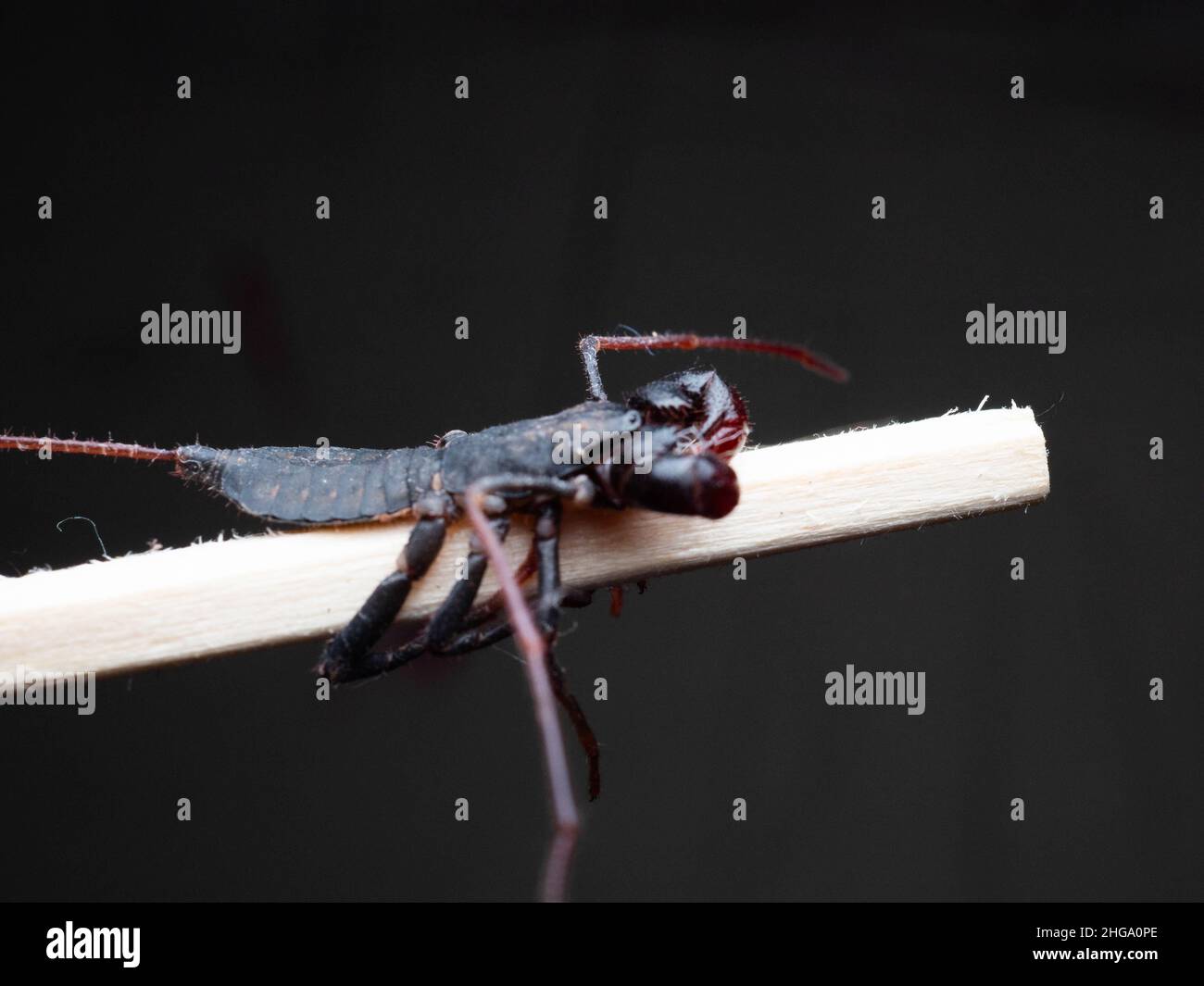 Gros plan de la pousse de Thelyphonida, un ordre arachnide comprenant des invertébrés communément connus sous le nom de scorpions de whip ou de vinaigres Banque D'Images
