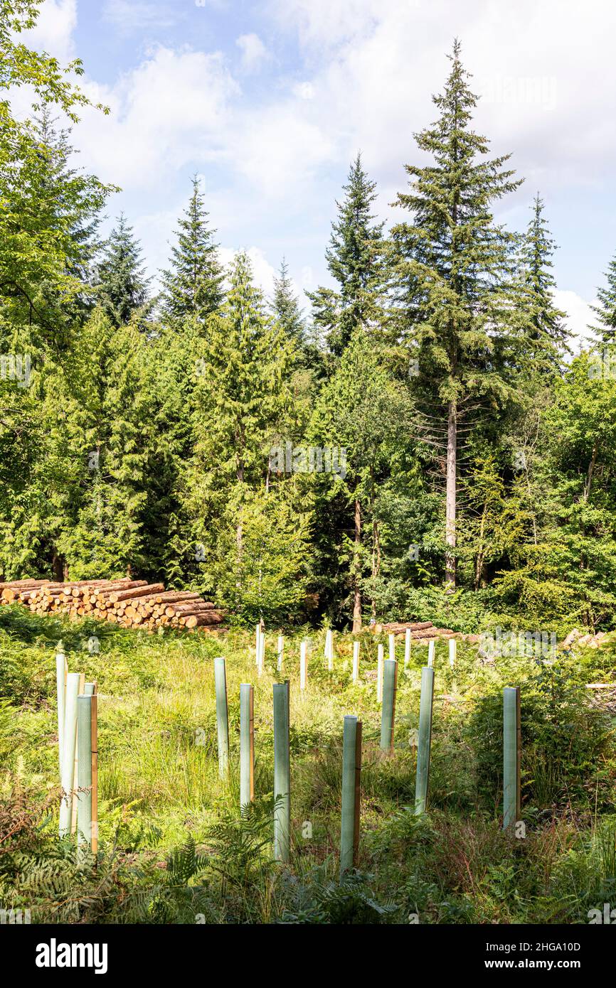Arbres matures, bois d'abattage et replantation dans la forêt de Dean près de Beechenhurst Lodge, Coleford, Gloucestershire.UK Banque D'Images