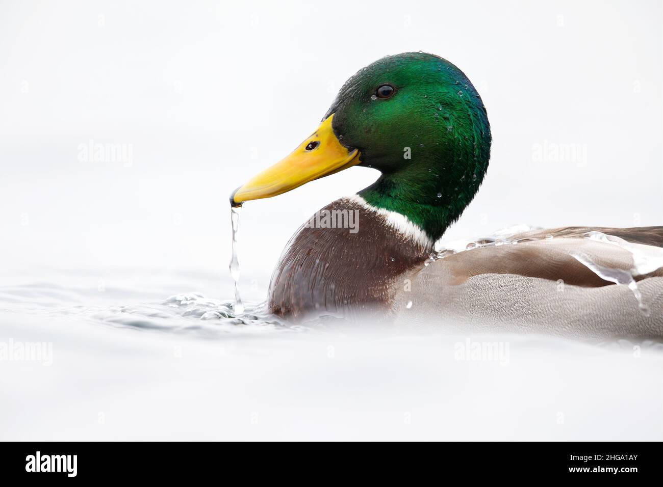 Un canard colvert mâle (Anas platyrhynchos) buvant et prêtant dans un étang peu profond. Banque D'Images