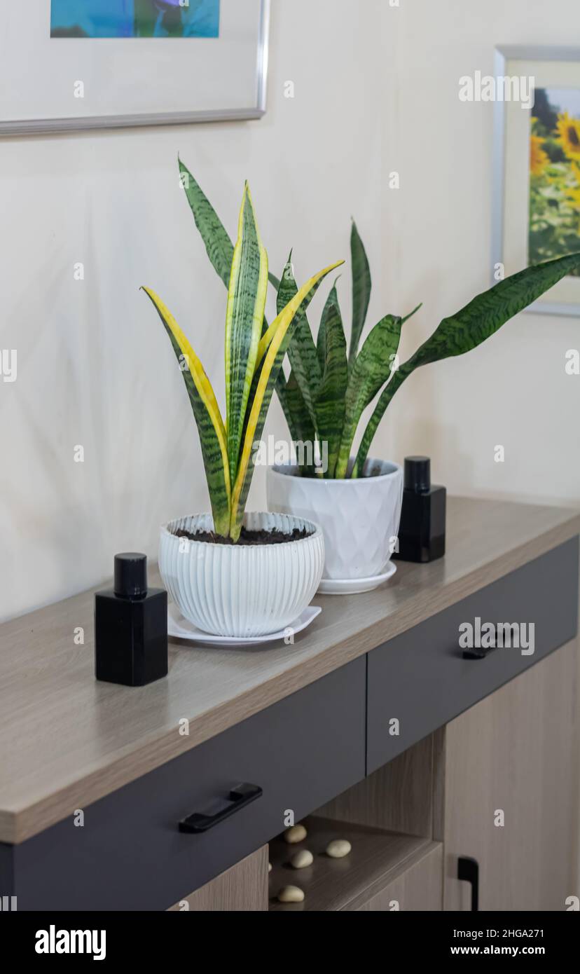 Maison Sansevieria Green, Snake Plant et serpent jaune plante (épée de Saint sur un