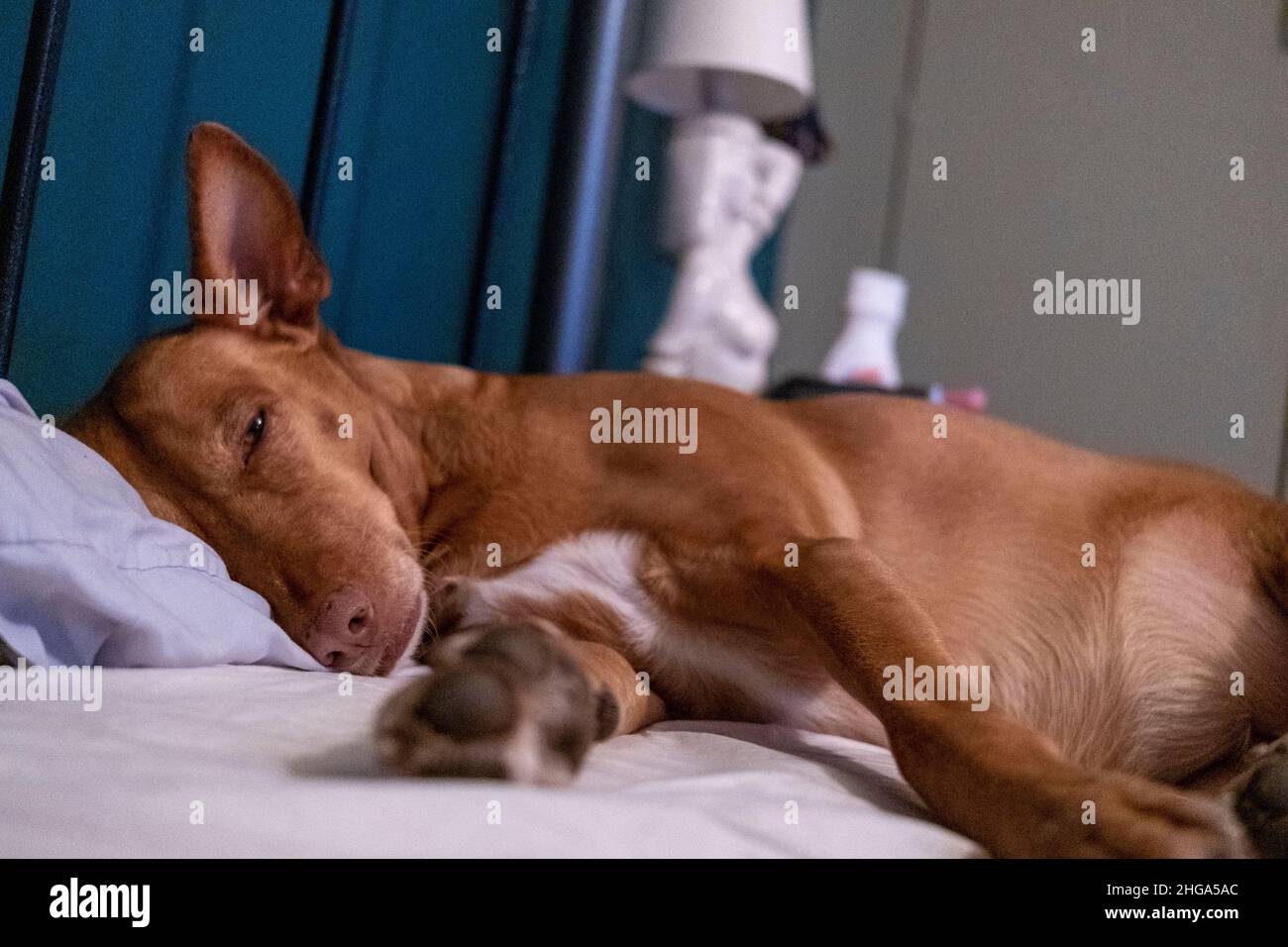Un chien de secours espagnol Posenco andaluz se détend sur un lit dans l'est de Londres Banque D'Images
