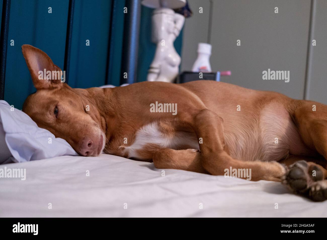 Un chien de secours espagnol Posenco andaluz se détend sur un lit dans l'est de Londres Banque D'Images