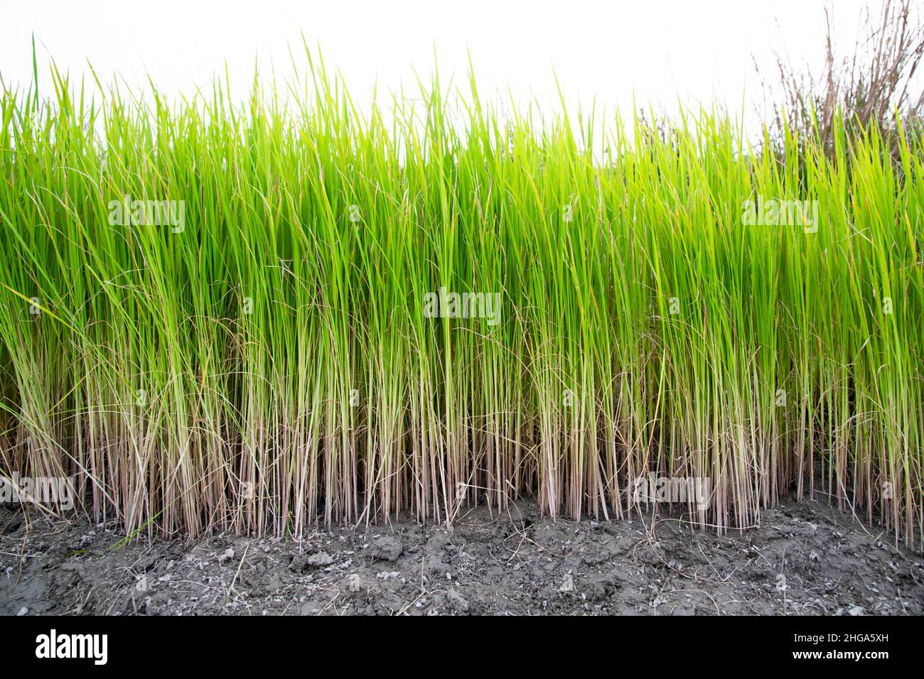Vert Paddy Tree plants-Rice Plant-Green Background texture Banque D'Images
