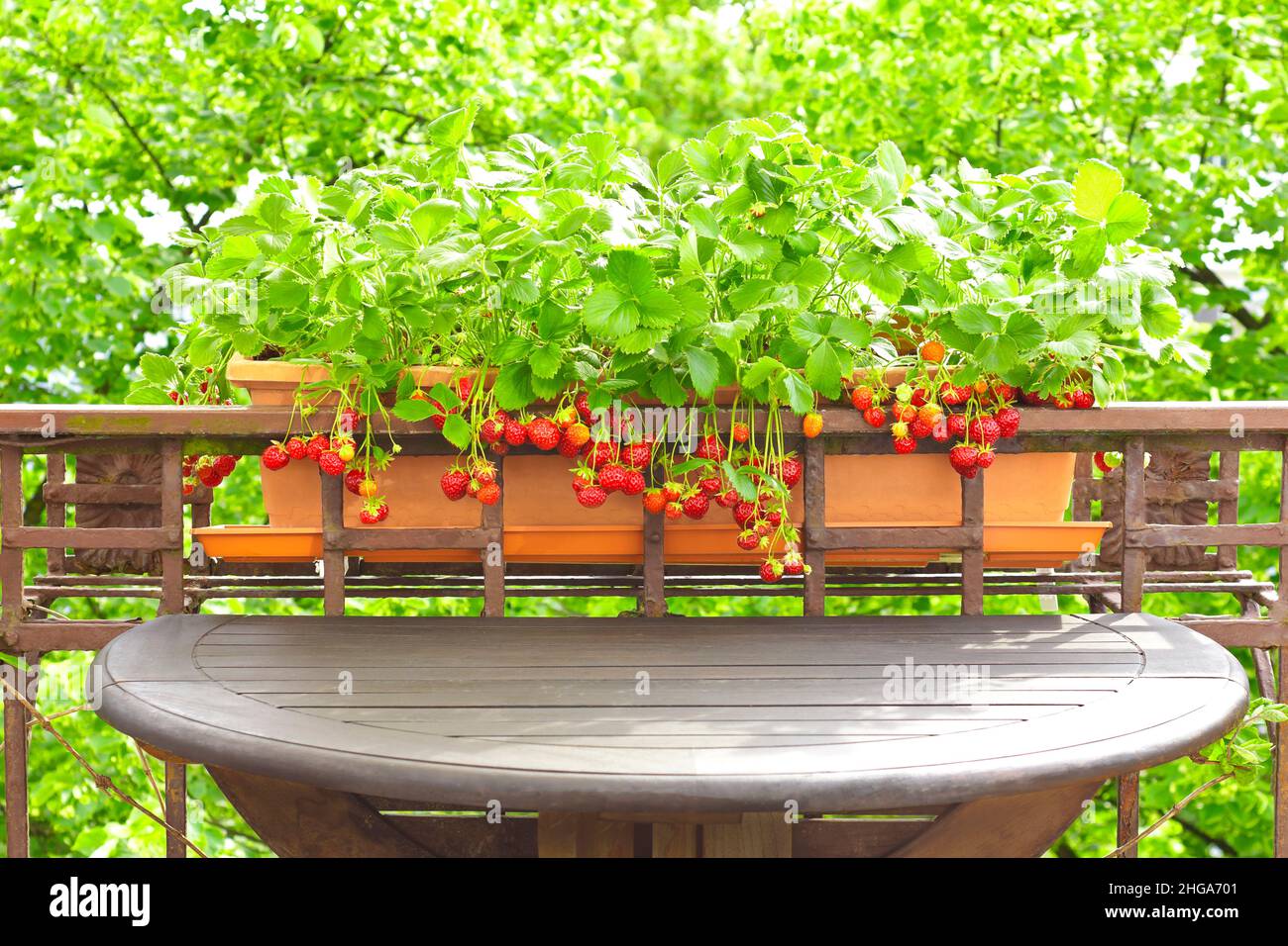 Plantes de fraise avec beaucoup de fraises rouges mûres dans un balcon balustrade jardinière, appartement ou conteneur concept de jardinage. Banque D'Images