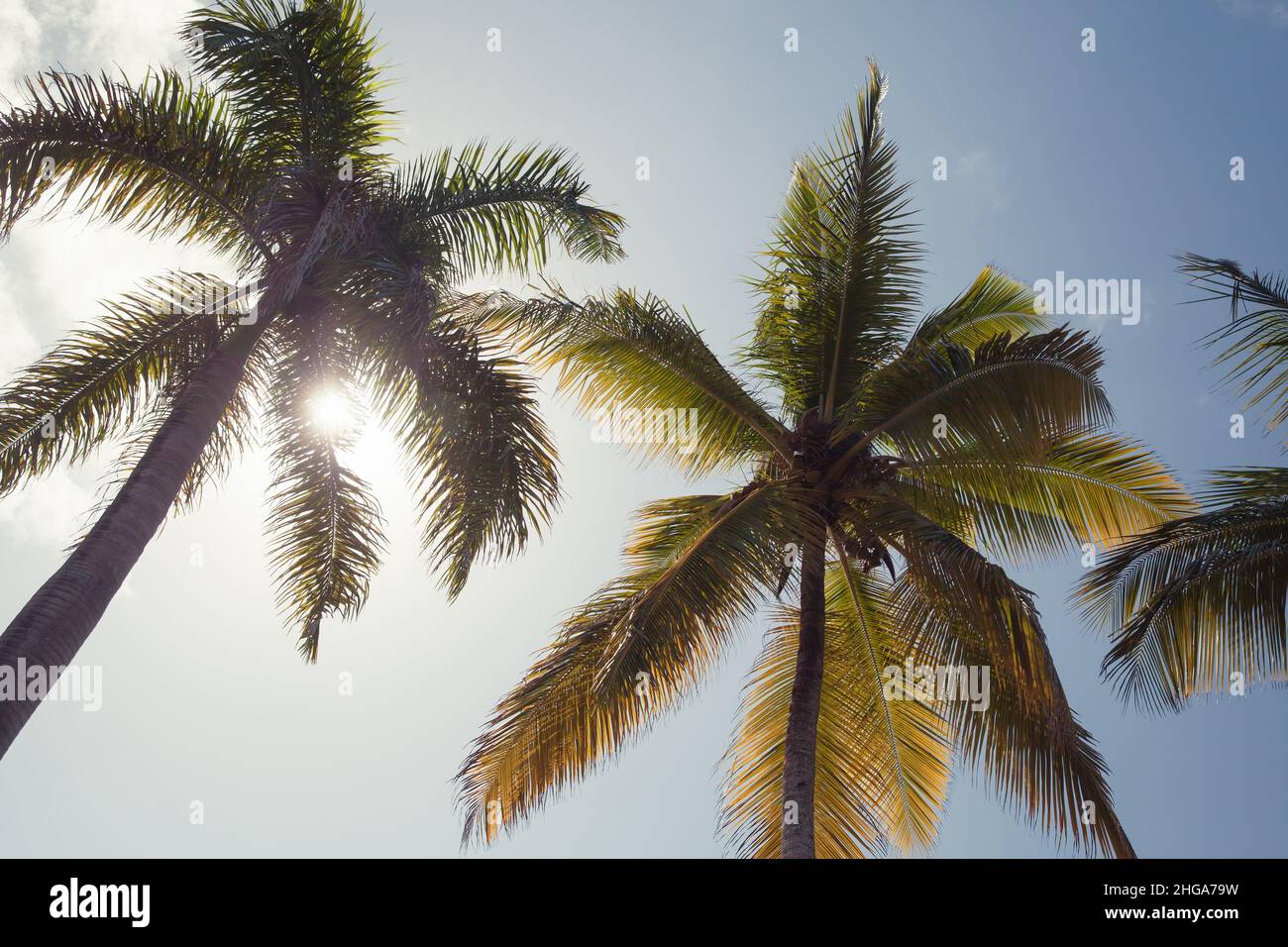 Les palmiers à noix de coco sont sous le soleil tropical, photo d'arrière-plan Banque D'Images