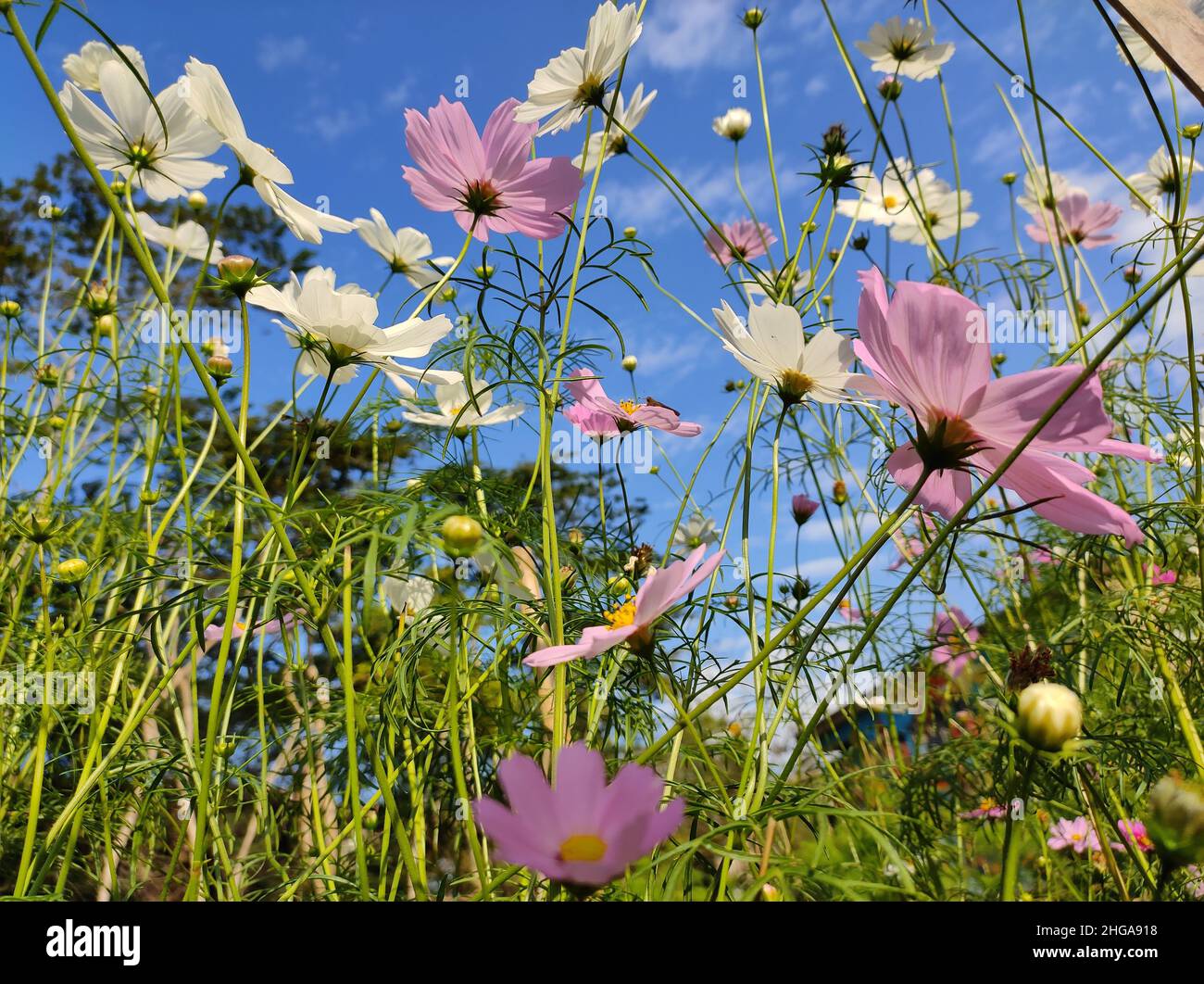 La fleur peut changer notre esprit.COSMOS fleurit l'un d'entre eux. Banque D'Images