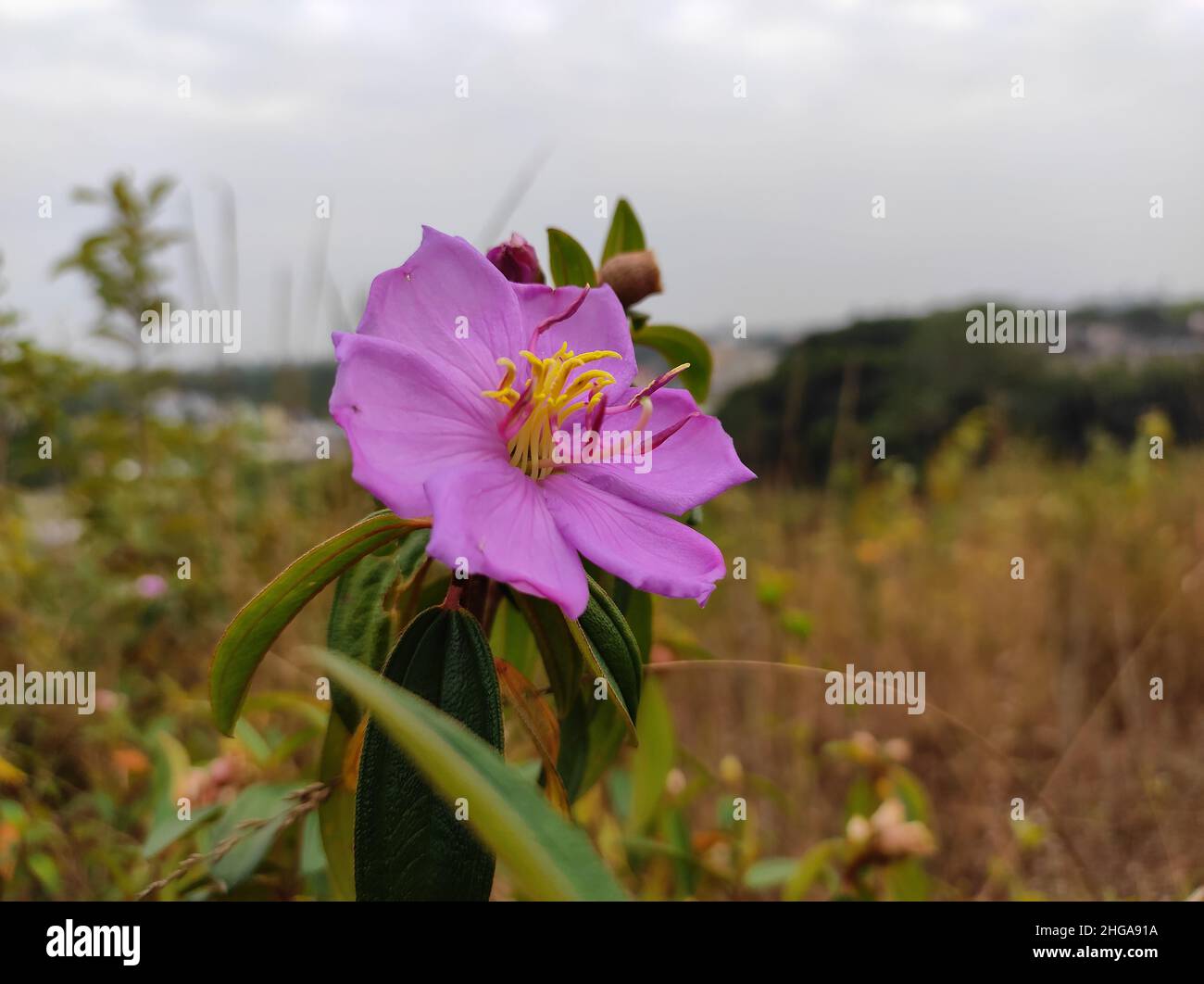 Melastoma est une fleur amusante.L'amour est la fleur que vous devez laisser grandir. Banque D'Images