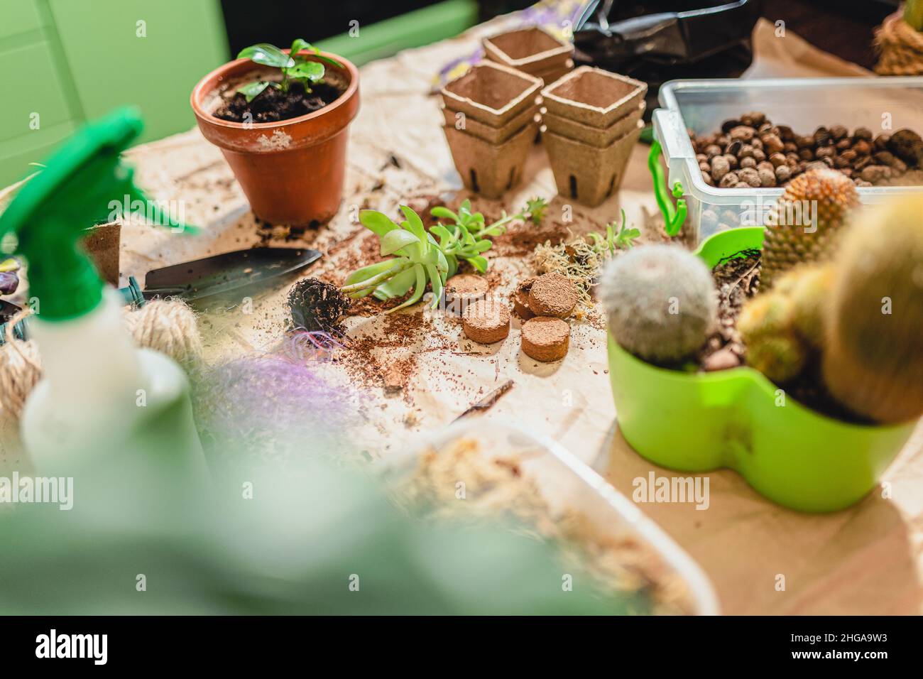 transplantation de plantes en pots de succulents et de cactus.Préparation pour la transplantation printanière de plantes dans un sol enrichi.Entretien des plantes de maison.Jungle maison Banque D'Images