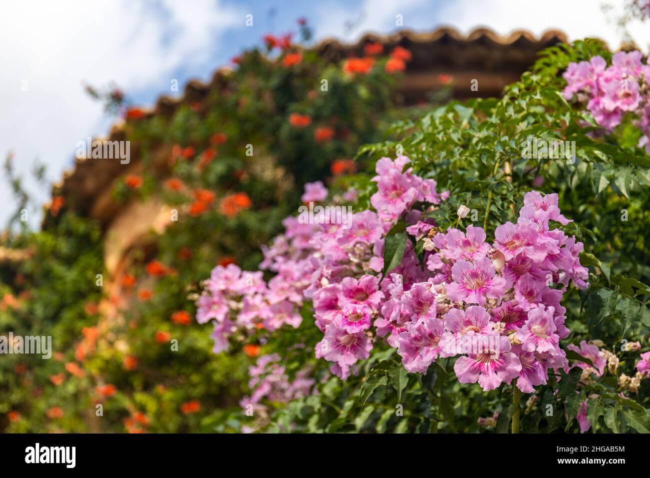 Grimpant des plantes à fleurs sur une maison méditerranéenne à Pollença ou Pollensa, Majorque, Majorque, Iles Baléares, Espagne Banque D'Images