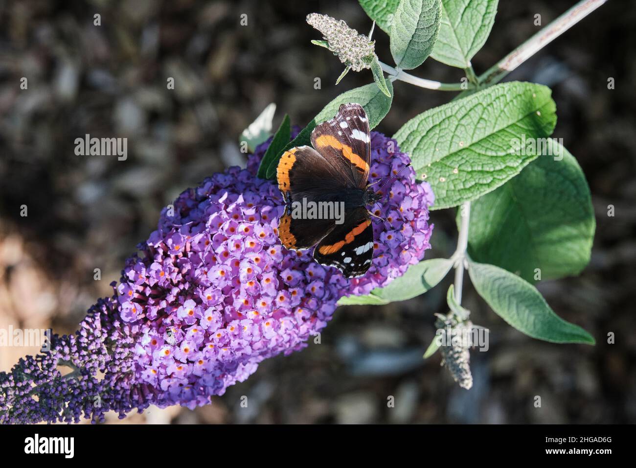 Vanessa atalanta, amiral rouge, est un beau papillon avec des ailes noires, des bandes et des taches blanches, se nourrissant sur le lilas d'été, buisson de papillon ou Buddleja d Banque D'Images
