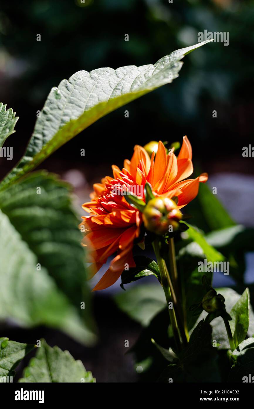 Des fleurs dans un jardin Banque D'Images