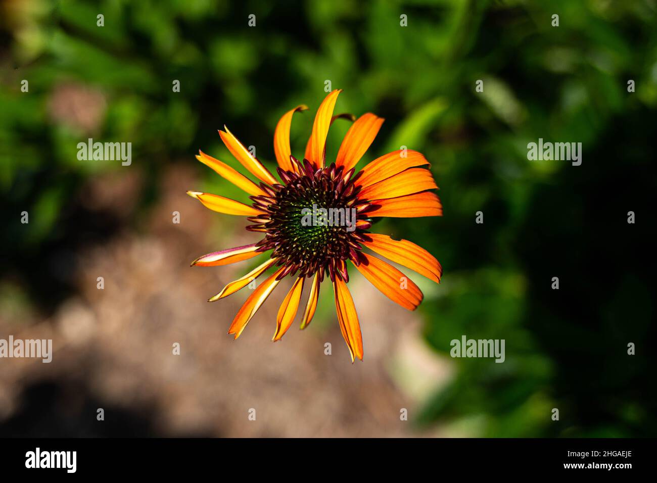 Des fleurs dans un jardin Banque D'Images