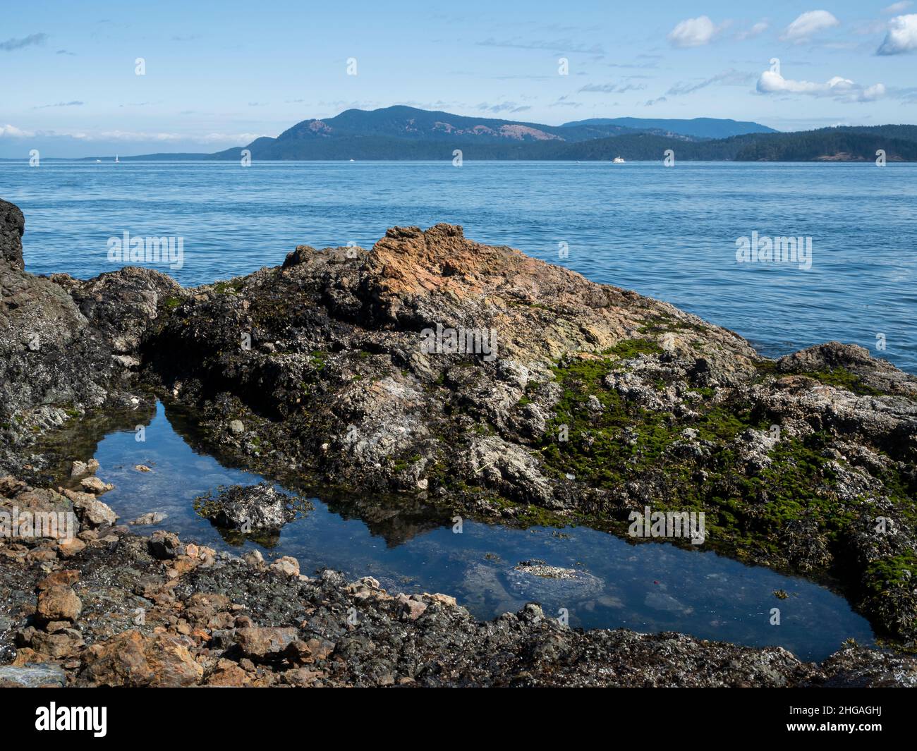 WA21145-00...WASHINGTON - petite piscine à marée située le long des rives du channal de San Juan au parc commémoratif de Reuben Tarte sur l'île de San Juan. Banque D'Images
