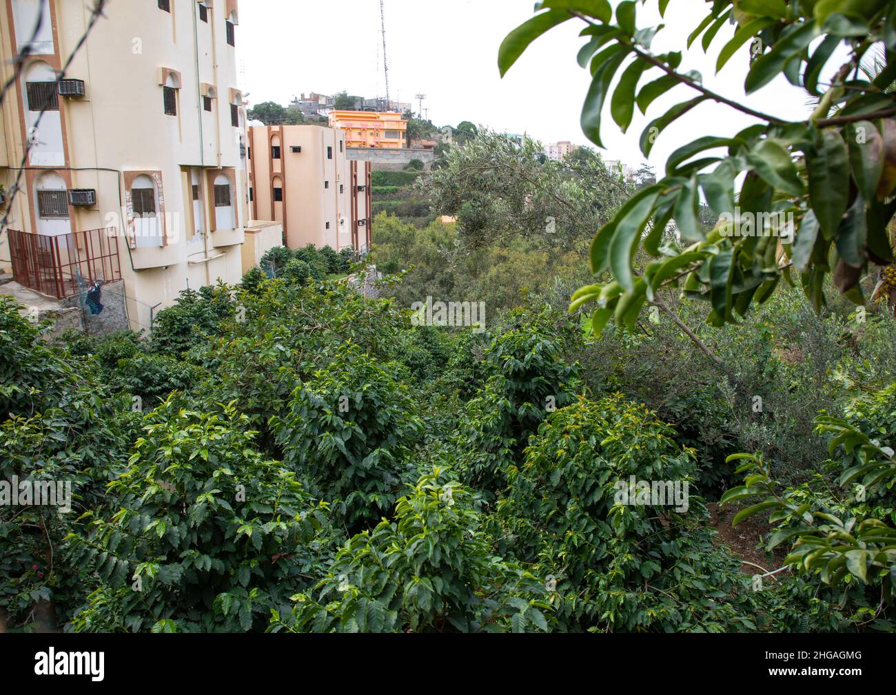 Plantation de café et de khat dans la ferme d'Al Kawbaa, province de Jizan, montagnes de Faifa, Arabie Saoudite Banque D'Images