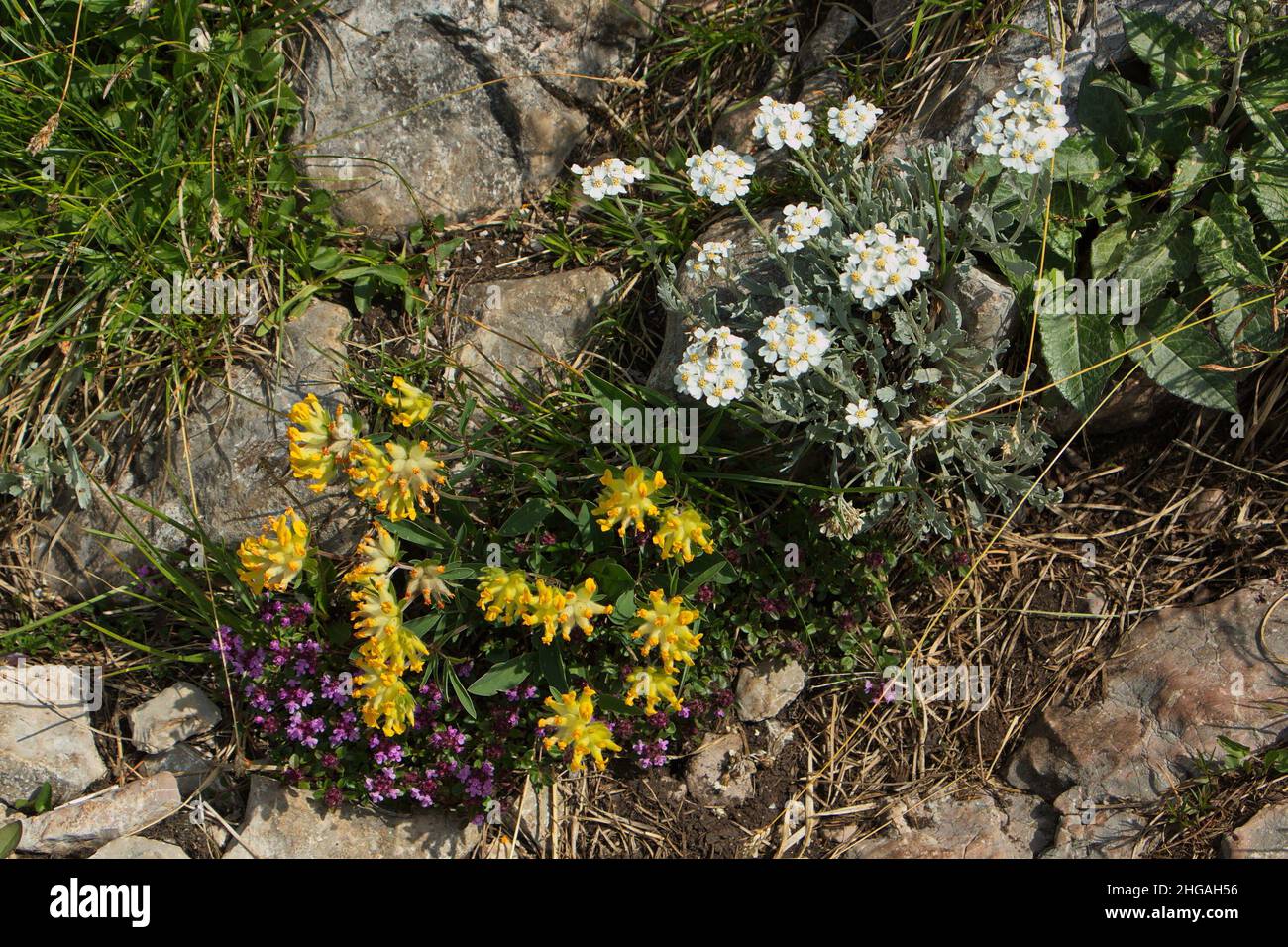 Fleurs sur une prairie alpine à Oetscher en Autriche, Europe Banque D'Images