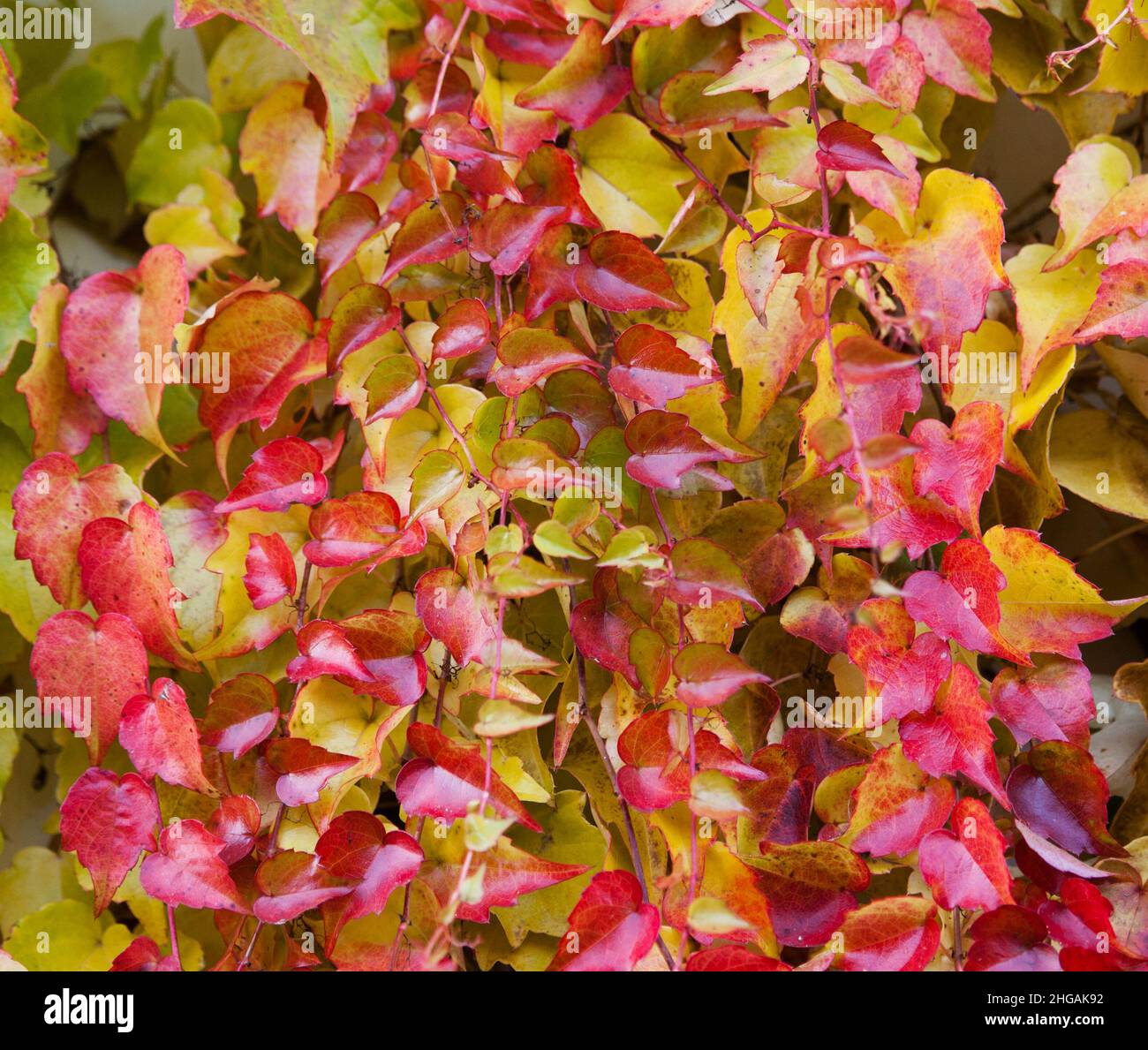 Super-réducteur japonais - Parthenocissus tricuspidata cultivé comme un grimpeur ornemental usine Banque D'Images