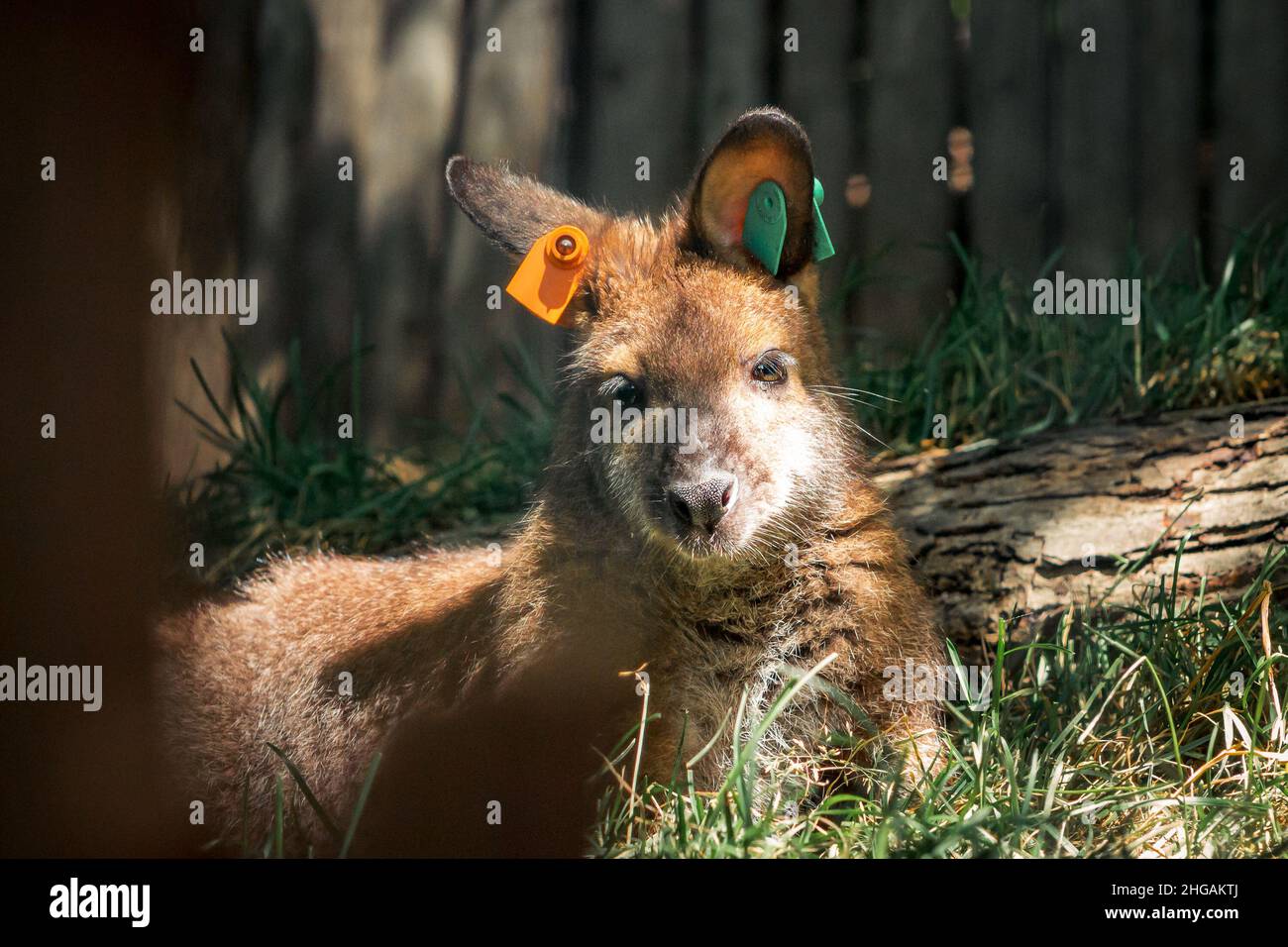 Wallaby se prélassant du soleil au zoo Banque D'Images