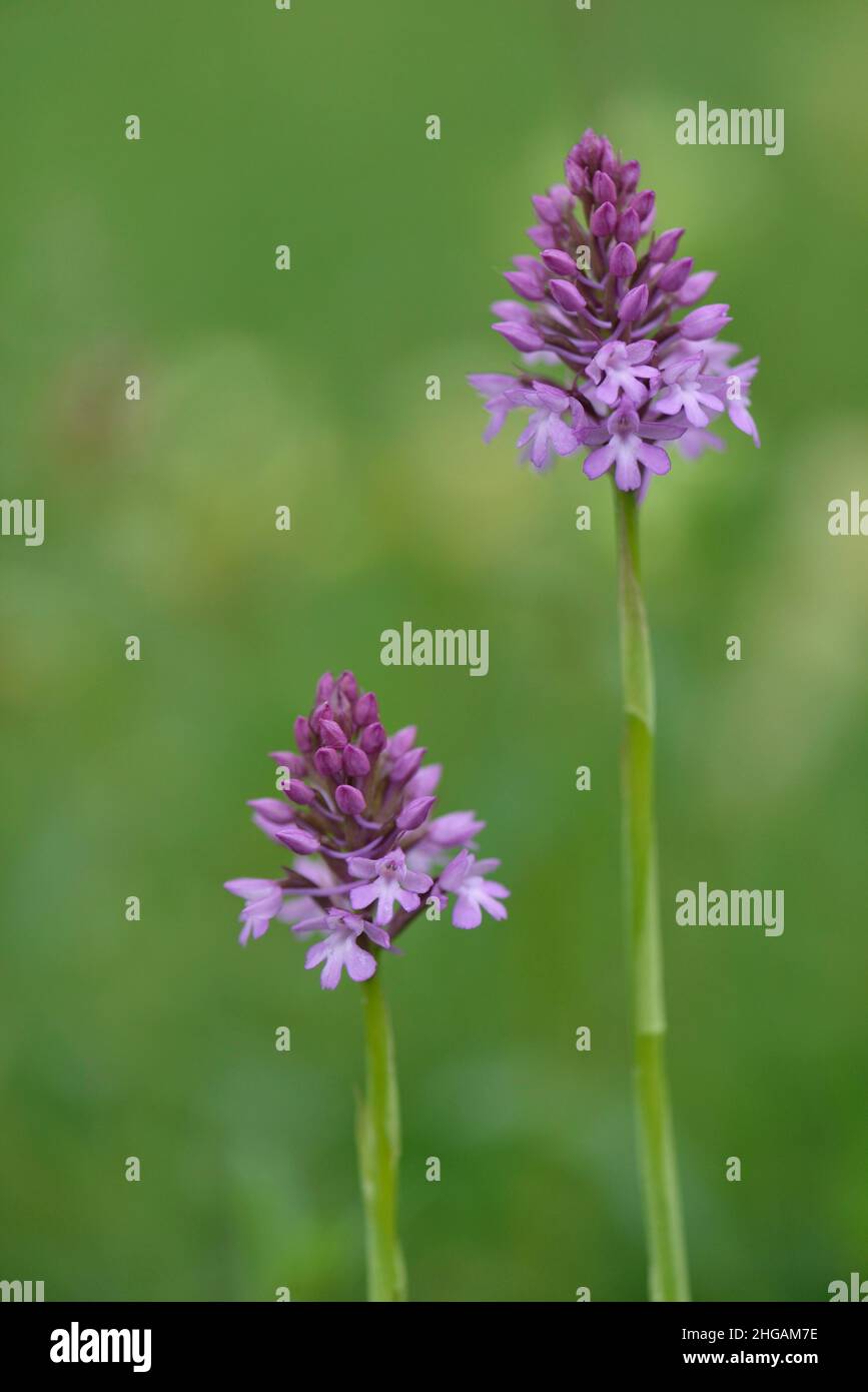 Orchidées à dentelle pyramidale (Anacamptis pyramidalis), Bade-Wurtemberg, Allemagne Banque D'Images