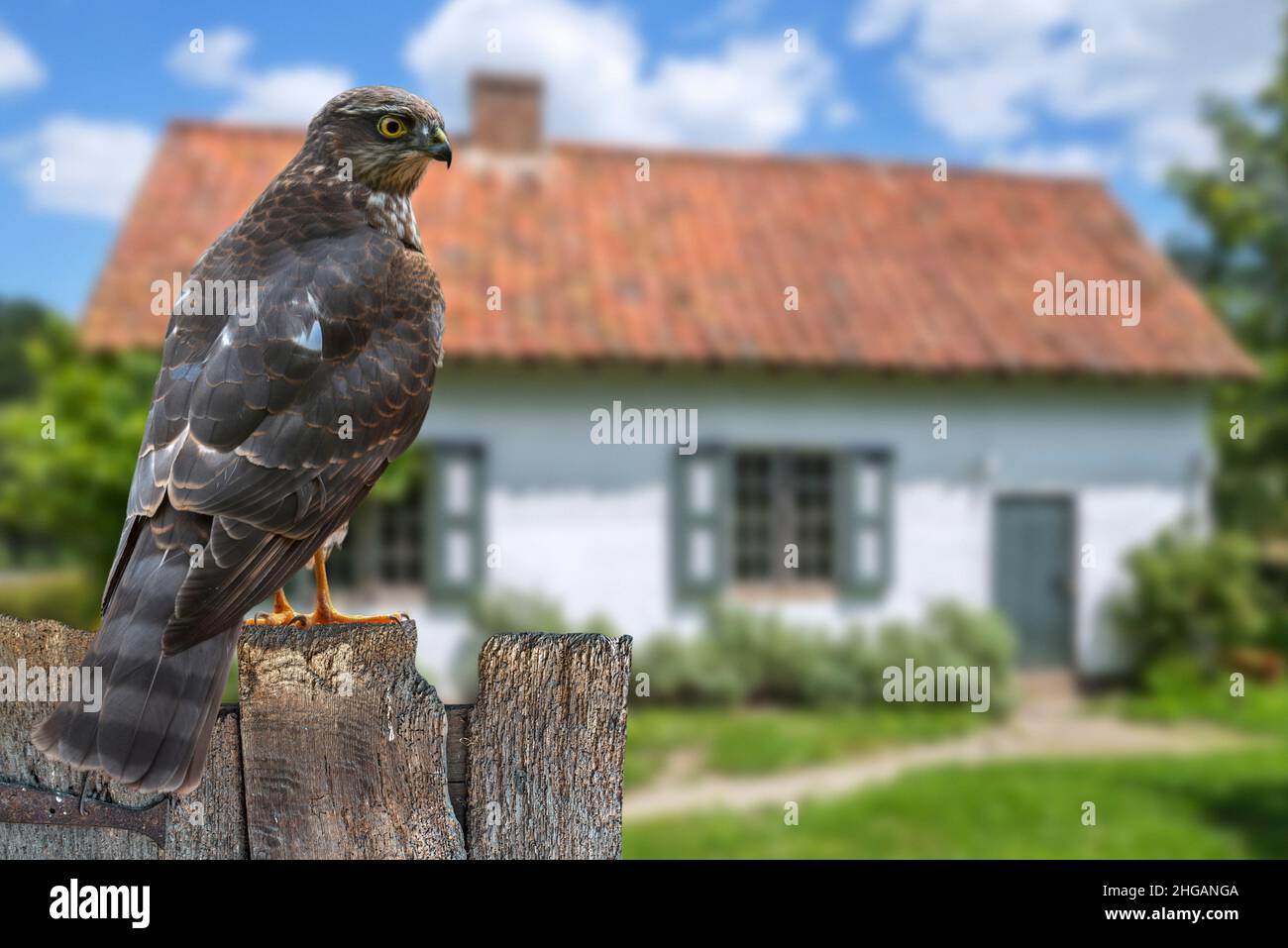 Sparrowhawk eurasien / sparrowhawk du nord (Accipiter nisus) perché sur une clôture en bois abîmé et à la recherche d'oiseaux de jardin à proies.Compo. Numérique Banque D'Images