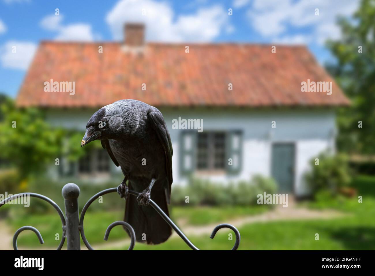 WESTERN Jackdaw / European jackdaw (Corvus monedula / Coloeus monedula) perché sur une clôture dans le jardin de la maison dans la campagne Banque D'Images