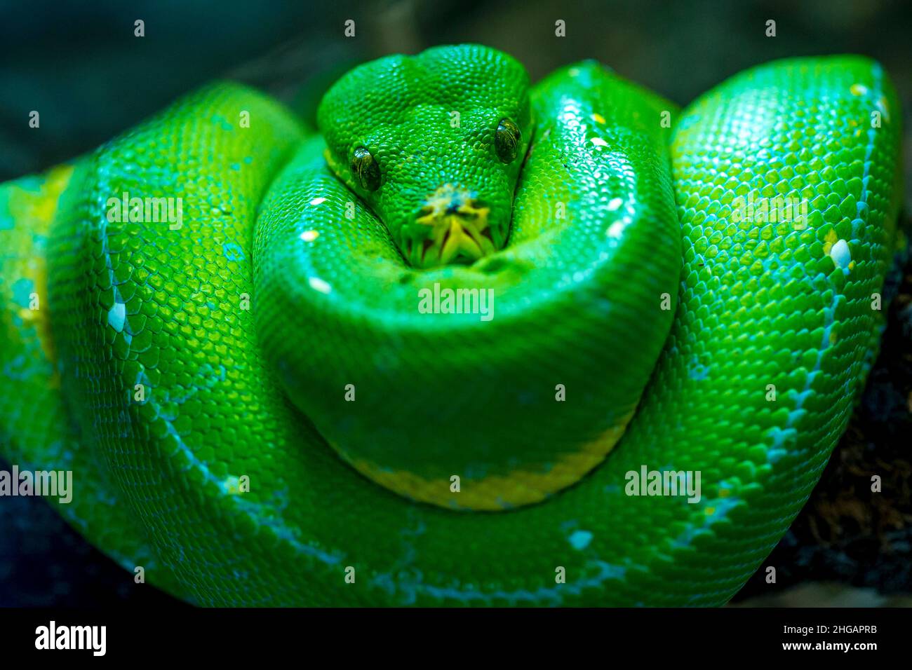 Vert boomslang (Dispholidus typus), BW, Allemagne Banque D'Images