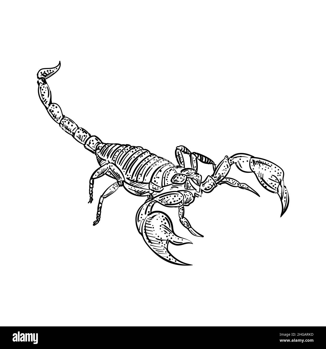 Scorpion dessin main croquis. Arachnide terrestre linéaire.Illustration vectorielle Illustration de Vecteur
