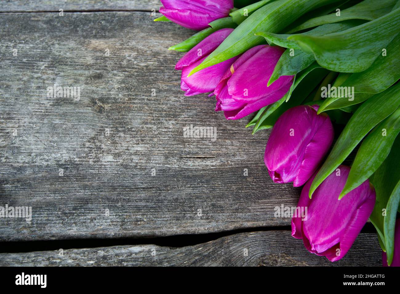 Tulipes violet sur la surface en bois Banque D'Images