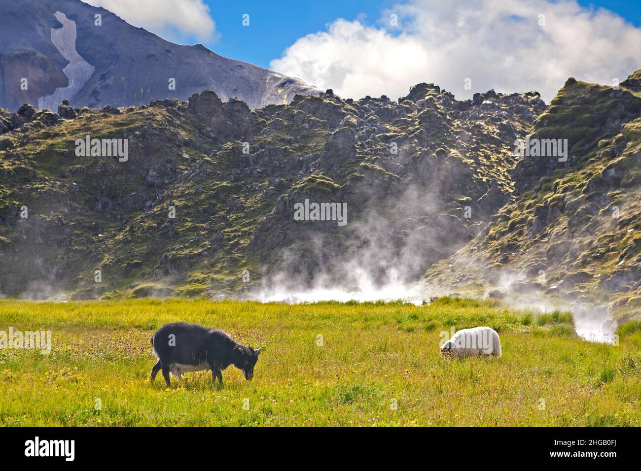 Moutons à Landmannalaugar, Islande Banque D'Images