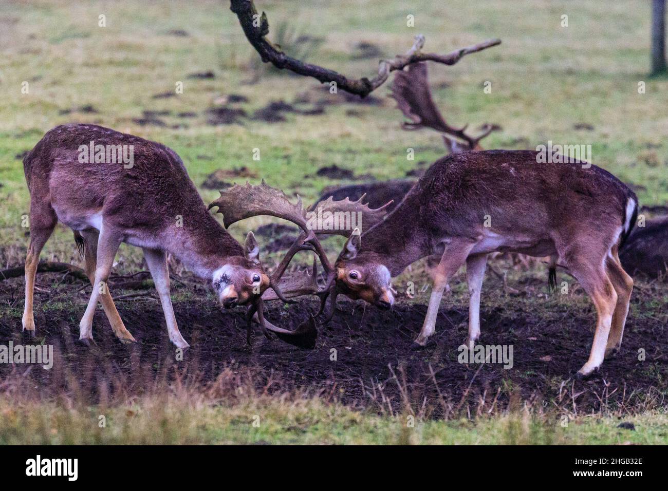 Duelmen, NRW, Allemagne.19th janvier 2022.Alors que leur saison de ruleurs est officiellement terminée, ces deux mâles de cerf de Virginie (dama dama) testent encore leur force et leur position avec un long combat, bloquant les bois.Les éleveurs forestiers de la réserve naturelle de Duelmen ont mis de la betterave à sucre comme nourriture supplémentaire pour les troupeaux en liberté de cerfs rouges et jachères qui ont quitté la forêt pour se nourrir sur les prairies voisines où ils savent que la nourriture est fournie ce jour froid et humide de janvier.Credit: Imagetraceur/Alamy Live News Banque D'Images