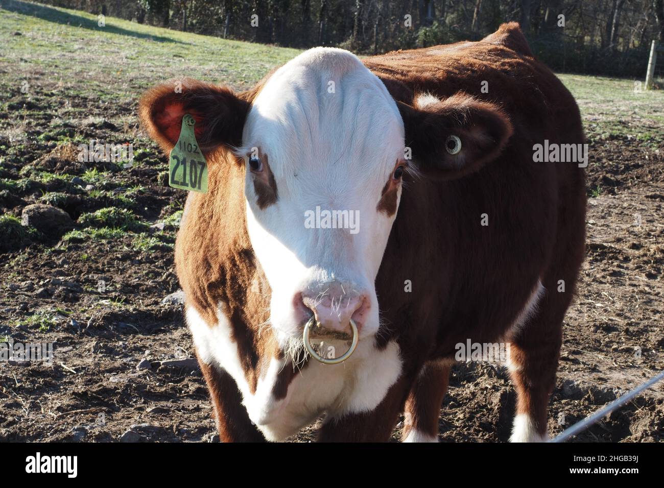 Le jeune taureau se tient dans la cour avec un anneau dans son nez. Banque D'Images