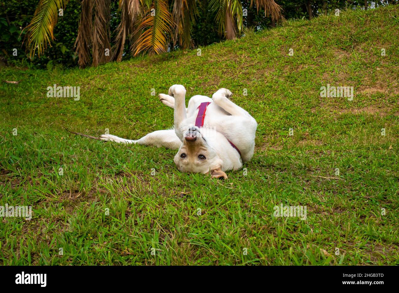 Un berger allemand Blonde est heureux de rouler dans l'herbe Banque D'Images