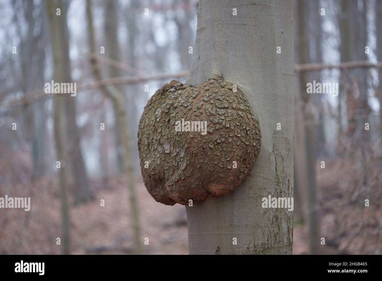 cancer de l'arbre, croissance sur un tronc d'arbre causée par des micro-organismes tels que les bactéries Banque D'Images