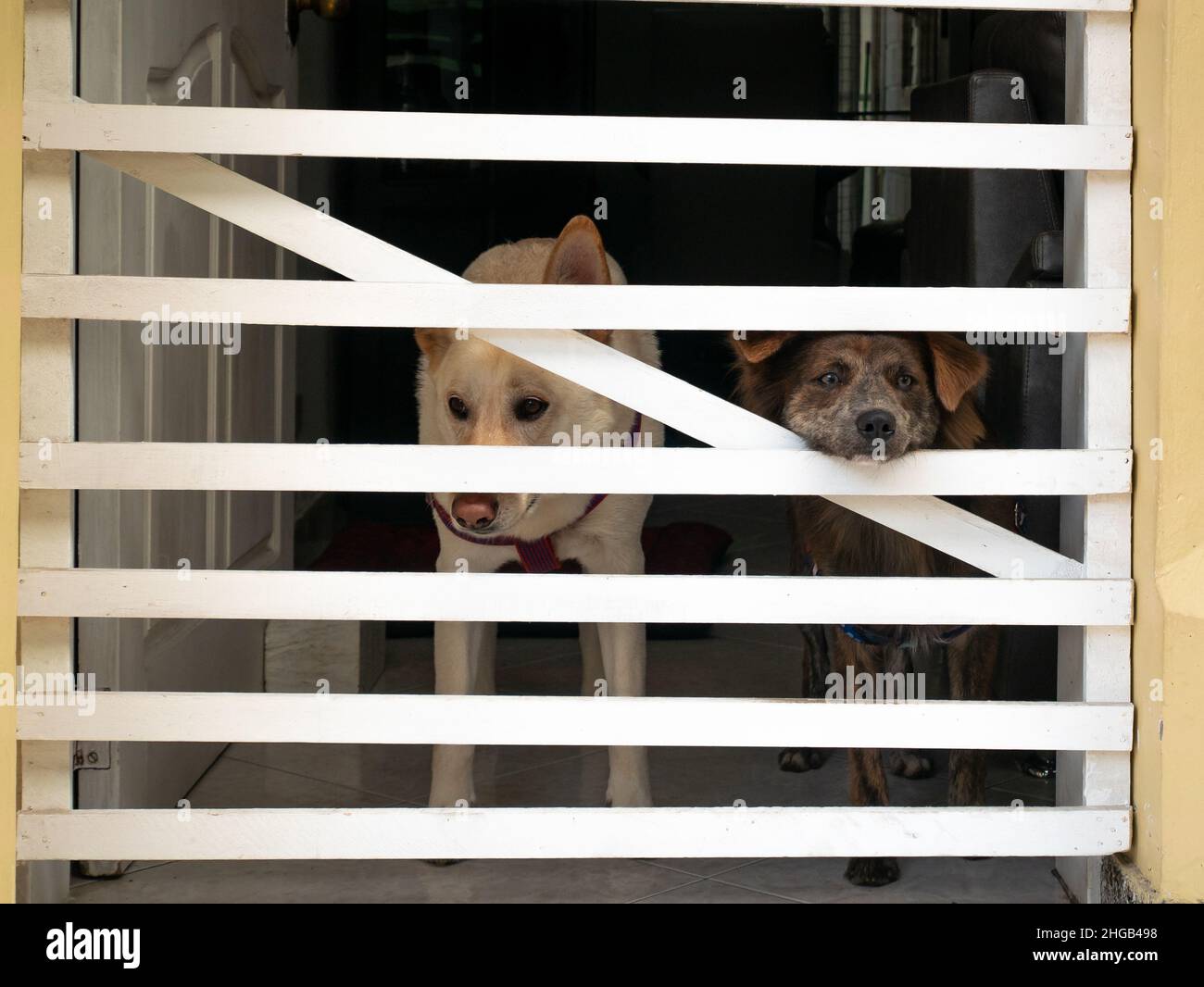 Un berger allemand Blonde et un chien mixte sont enfermés dans la Maison et regardent de l'intérieur par une clôture de Picket blanc Banque D'Images