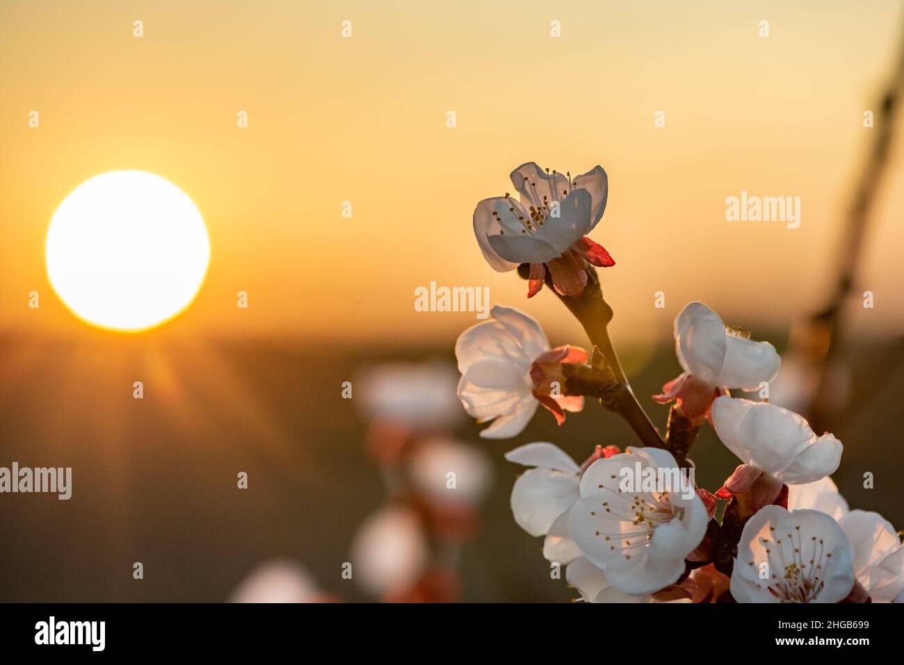 Gros plan des fleurs d'abricot blanc et rouge avec le soleil couchant en arrière-plan.La branche surcultivée avec des fleurs s'étend du bas à droite à la Banque D'Images