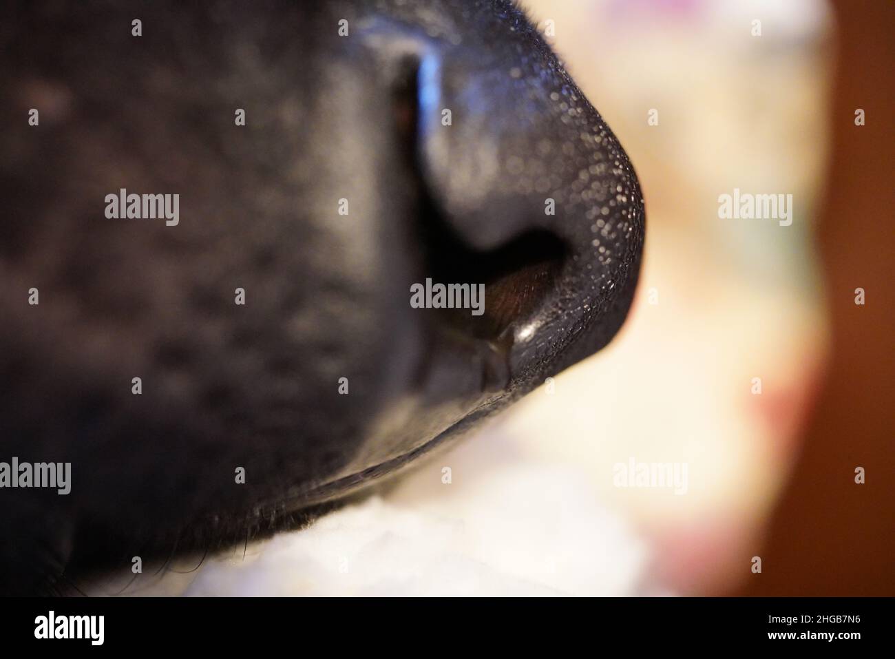 Nez de Labrador noir en gros plan Banque D'Images