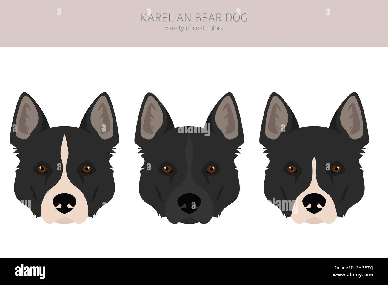 Chien d'ours Karelian clipart.Différentes poses, ensemble de couleurs de pelage.Illustration vectorielle Illustration de Vecteur