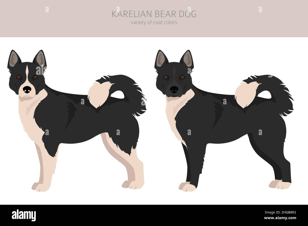 Chien d'ours Karelian clipart.Différentes poses, ensemble de couleurs de pelage.Illustration vectorielle Illustration de Vecteur
