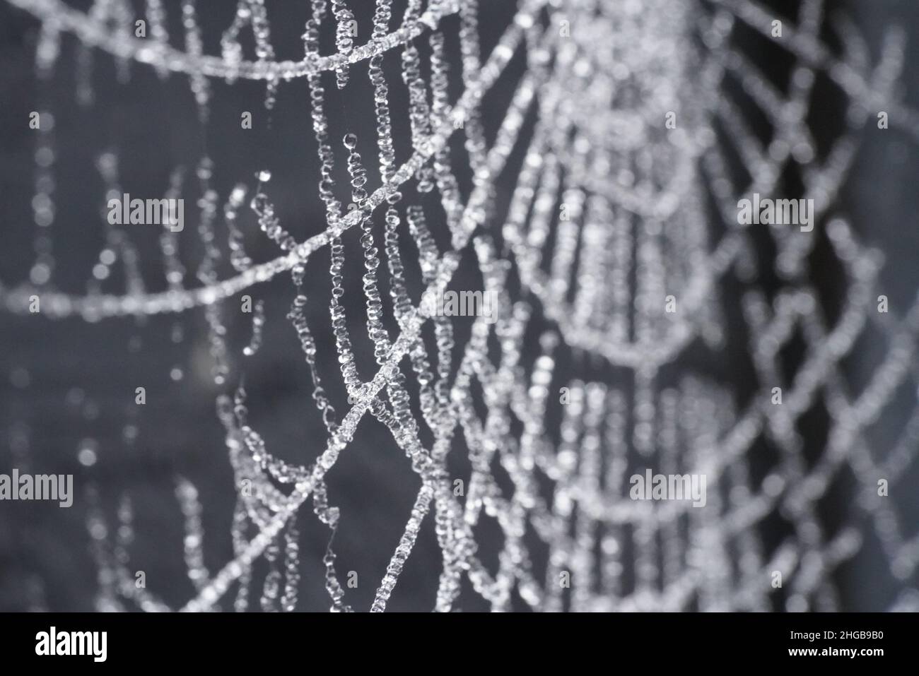 Toile d'araignées avec gel Banque D'Images