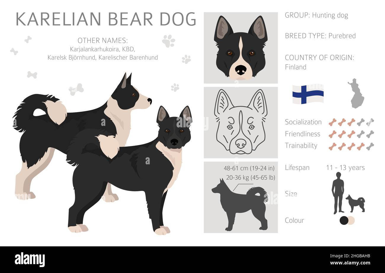 Chien d'ours Karelian clipart.Différentes poses, ensemble de couleurs de pelage.Illustration vectorielle Illustration de Vecteur