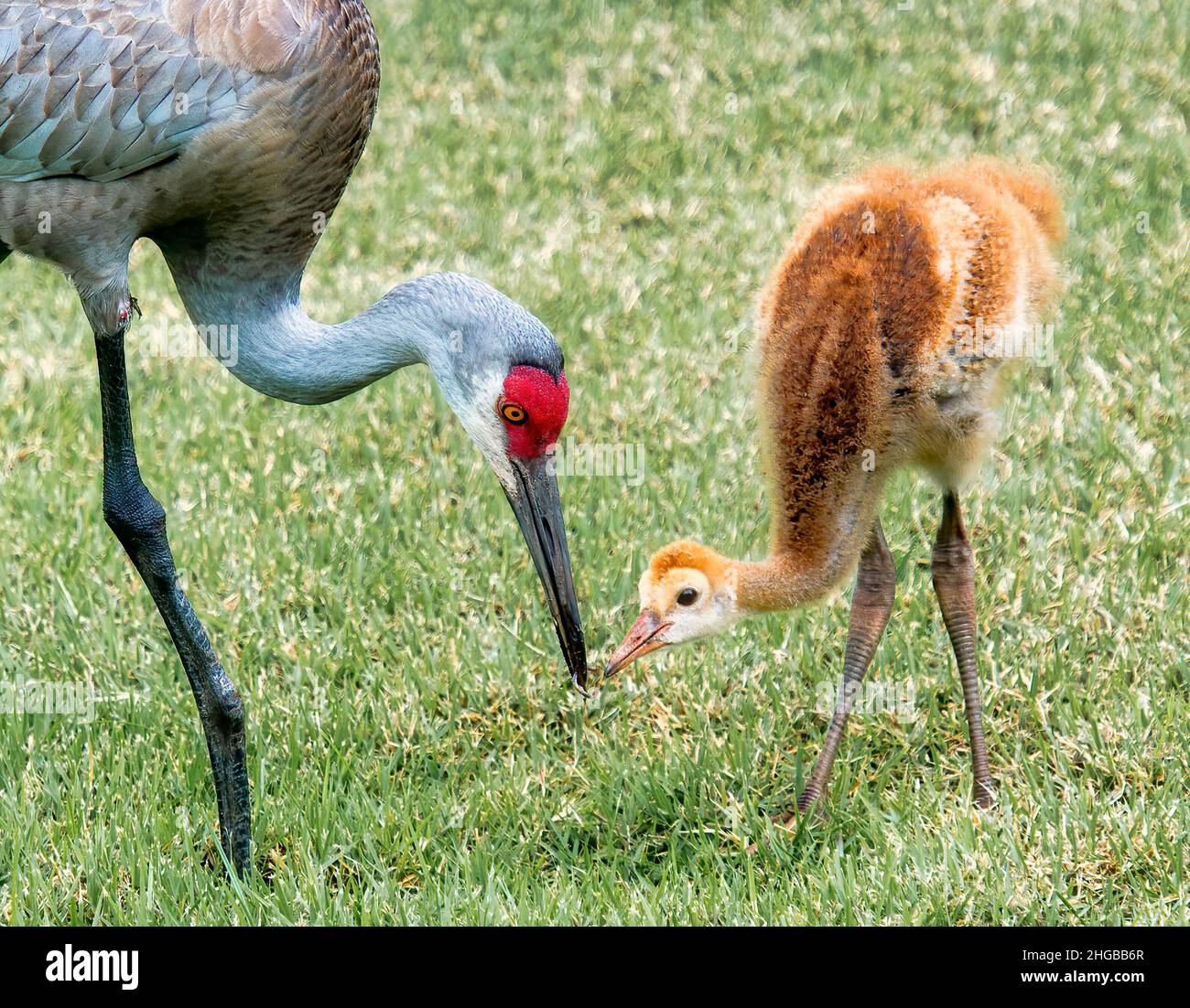 Momma grue nourrir bébé grue un ver Banque D'Images