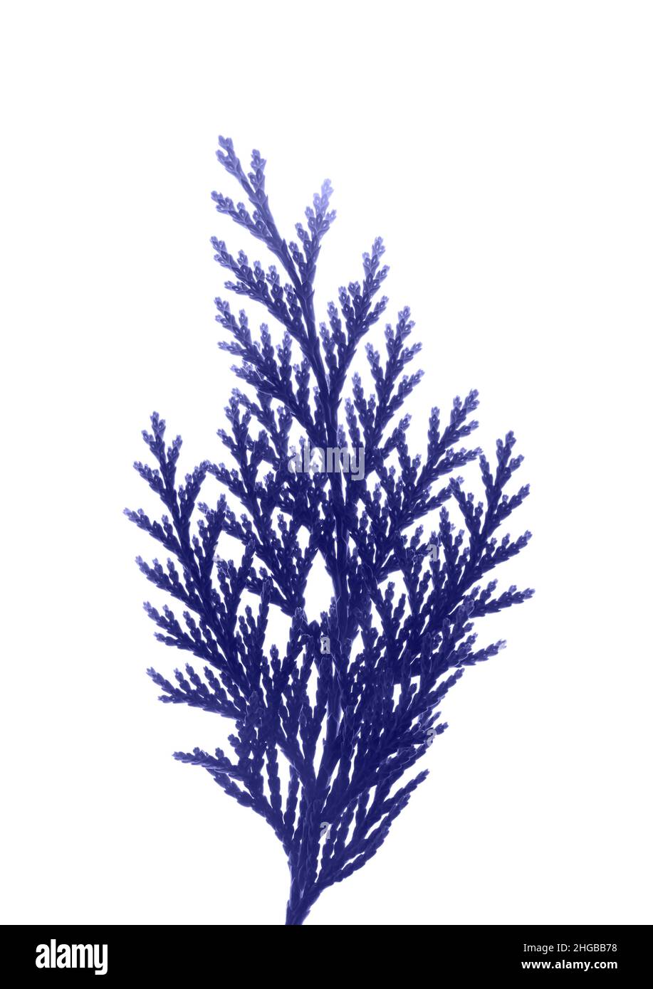 La branche de la Thuja est violet occidental.Plantes médicinales.Vue de dessus.Isolé sur un fond blanc.Photo de haute qualité Banque D'Images
