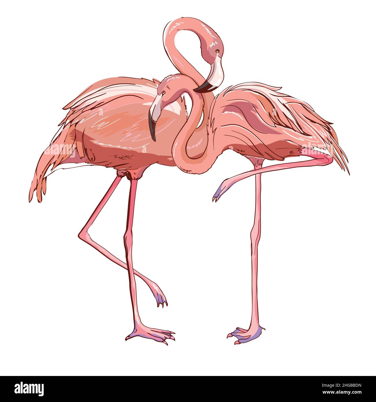 Rose flamant, vecteur, illustration oiseau dessin tropical Illustration de Vecteur