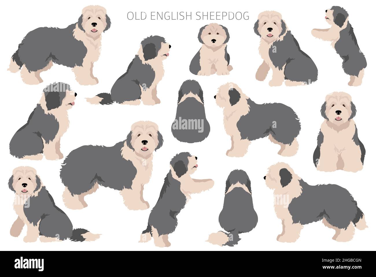 Vieille clique de chien de berger anglais.Différentes poses, ensemble de couleurs de pelage.Illustration vectorielle Illustration de Vecteur