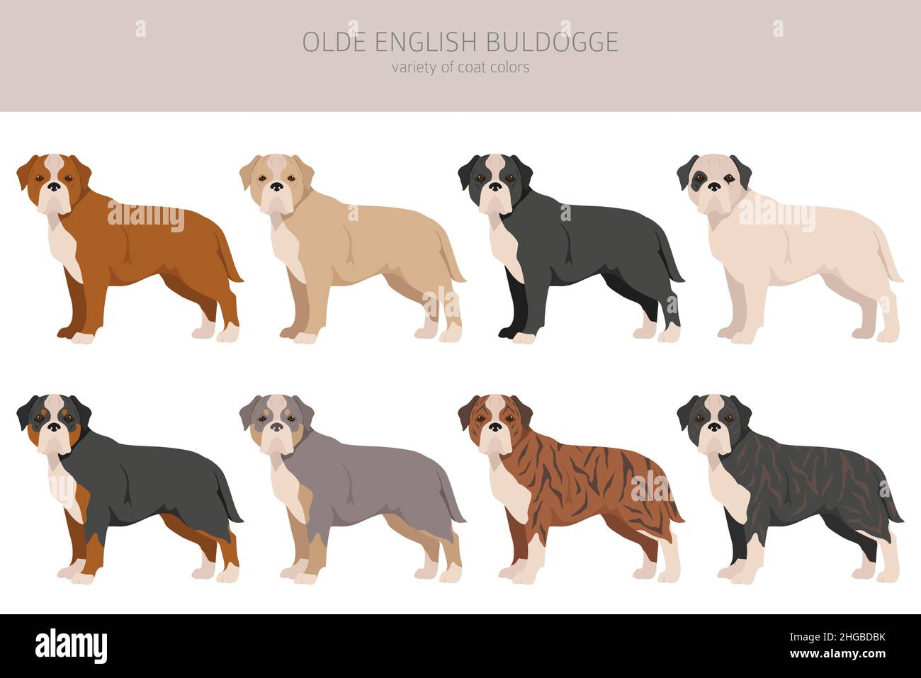 Olde English Bulldogge, Leavitt Bulldog clipart.Différentes poses, ensemble de couleurs de pelage.Illustration vectorielle Illustration de Vecteur