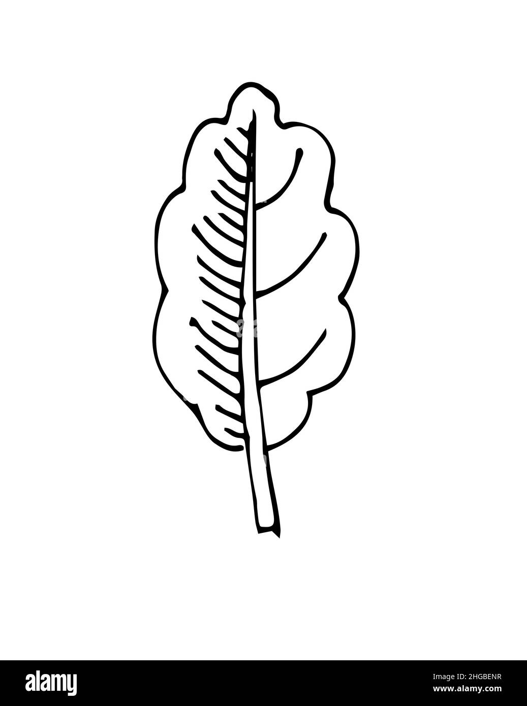 Belle feuille d'arbre.Contour du dessin à la main.Esquisse isolée sur un arrière-plan blanc.Vecteur Illustration de Vecteur